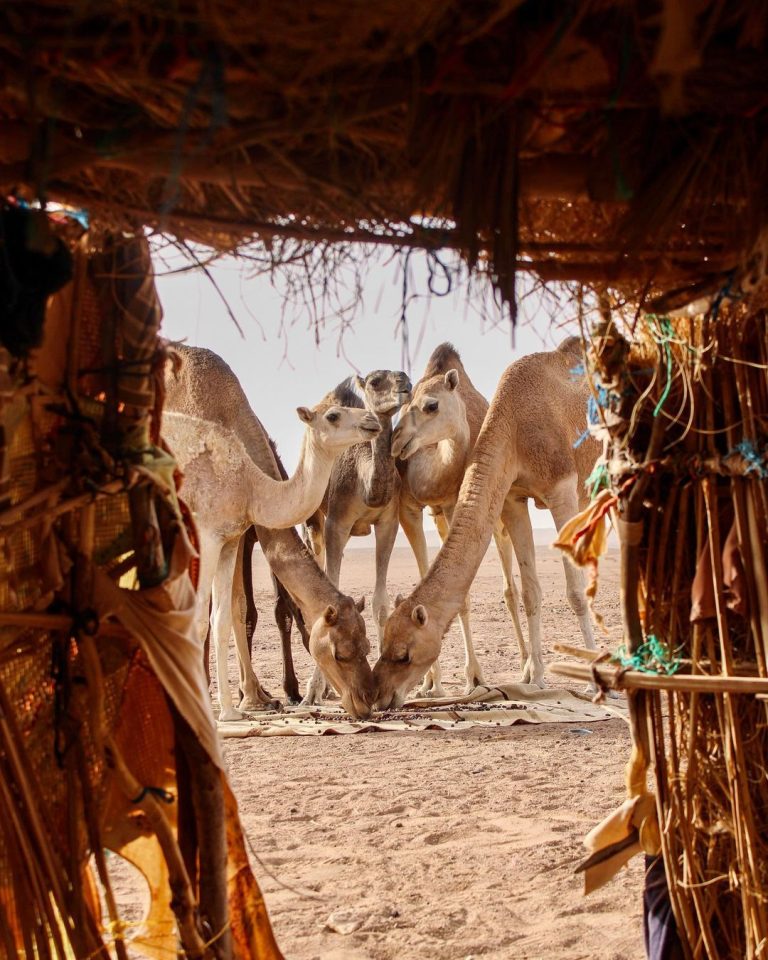 Camels family meeting in The Moroccan Desert