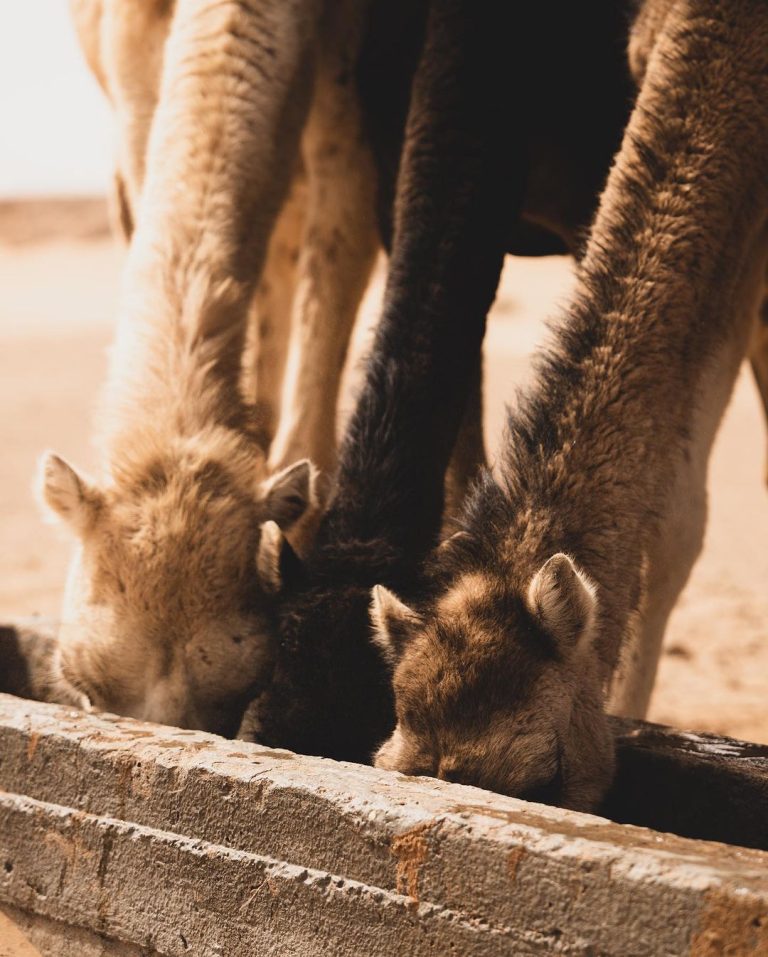 Camels in groups