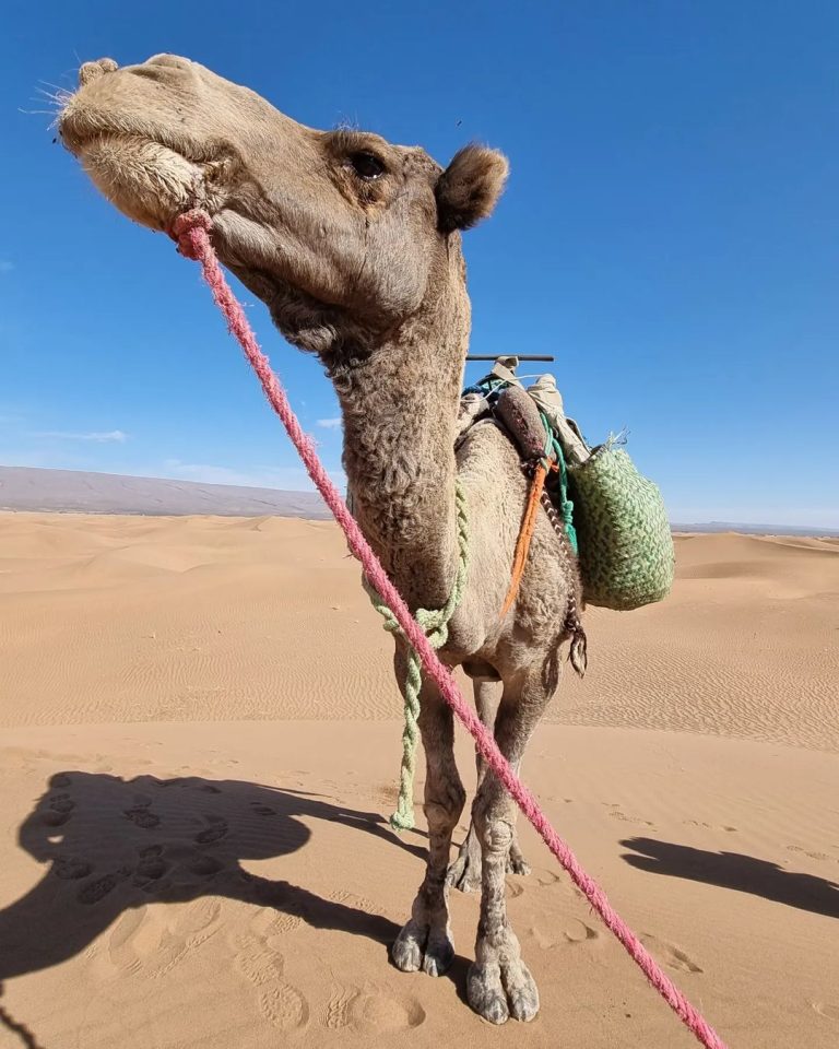 Camels in the Morocco desert