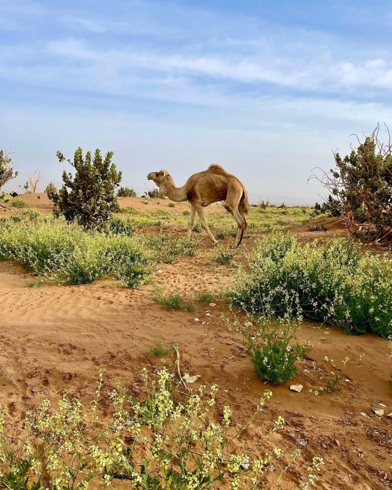 Desert green plants