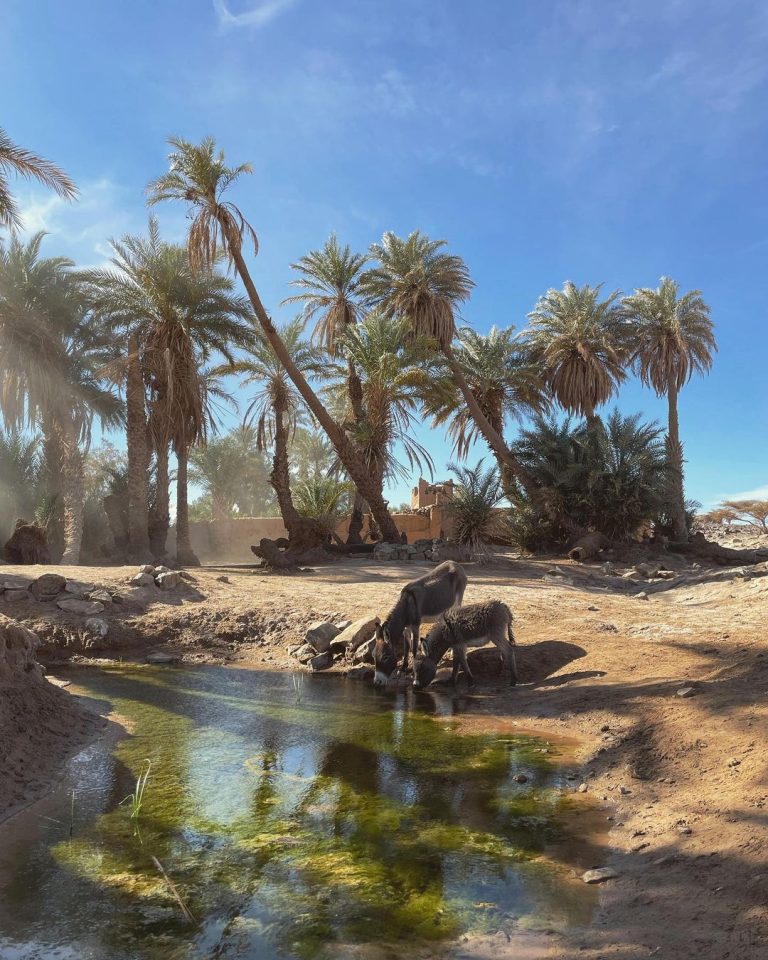 Wild Sahara Desert