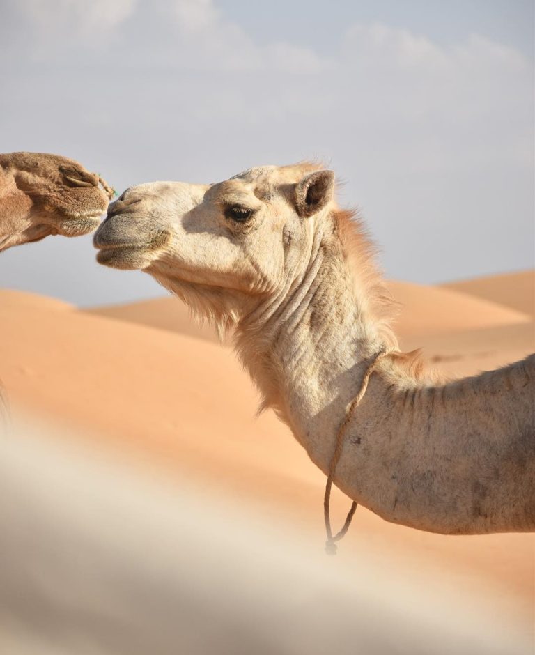 thesunday_traveller_1703362546587104